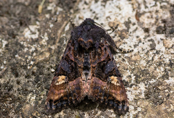 Small angle shades moth (Euplexia lucipara) from above. Insect in the family Noctuidae, the largest British family of moths, in the order Lepidoptera