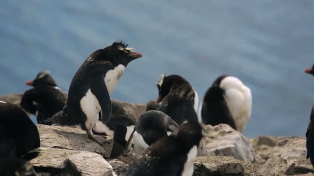 A Rockhopper penguin colony in Falkland Islands