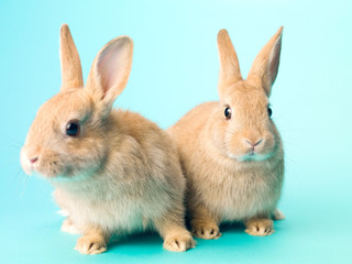 cute rabbits sitting side by side.