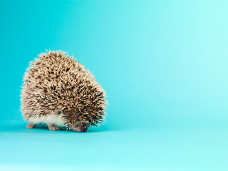 hedgehog isolated on turquoise background.