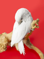 white dove