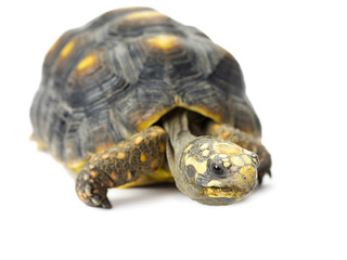 Fototapeta premium turtle