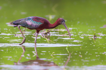 Glossy Ibis ( Plegadis falcinellus ) on the field in real nature in Thailand