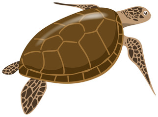 ウミガメ　イラスト