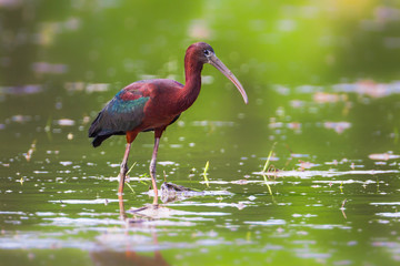 Glossy Ibis ( Plegadis falcinellus ) on the field in real nature in Thailand