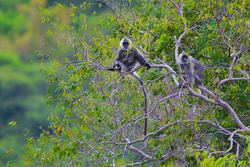 Rare Silvered Langur (Presbytis cristatus ) on the tree in real nature