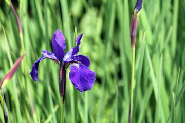 Single Purple Iris Against a Green Leafy Background