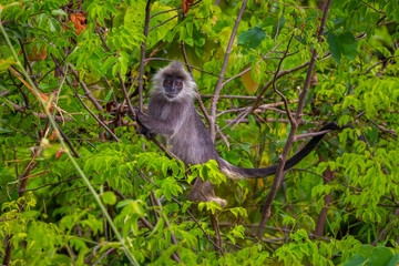 Rare Silvered Langur (Presbytis cristatus ) on the tree in real nature