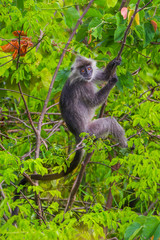 Rare Silvered Langur (Presbytis cristatus ) on the tree in real nature