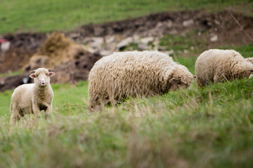 Naklejka premium Sheep at the meadow