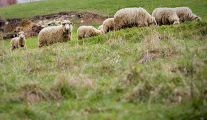 Sheep at the meadow