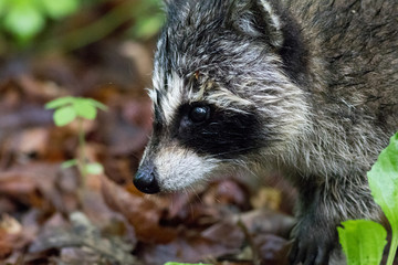 Very young raccoon is searching for food along forest floor in late spring at High Point State Park, New Jersey, in natural setting, side view