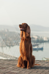 Irish setter at the Vladivostok viewpoint