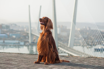 Irish setter at the Vladivostok viewpoint