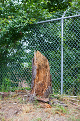 Rotting Tree Trunk