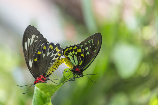 two cattle heart butterflies