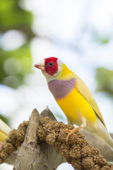 gouldian finch bird
