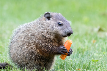 Very young groundhog is holding a carrot with mouth closed at slight angle
