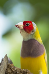 gouldian finch bird