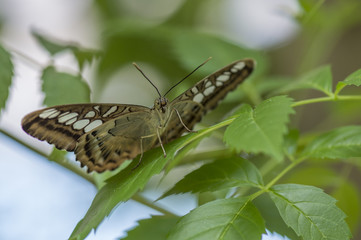 Fototapeta premium leaf with brown clipper butterfly