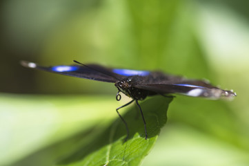 colorful butterfly on leaf