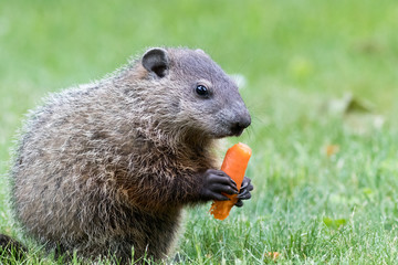 Very young groundhog is holding a carrot at slight angle