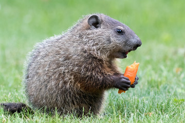 Very young groundhog is holding a carrot with mouth open slightly