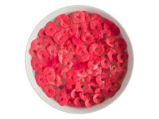 Red flower , Close up of red Crown of thorns or Christ thorn flowers (Euphorbia milli) floating in water isolated