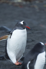 gentoo penguin