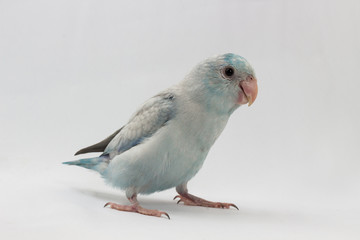 Pastel Blue Forpus Bird