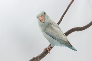 Pastel Blue Forpus Bird