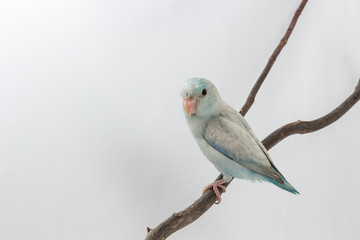 Pastel Blue Forpus Bird