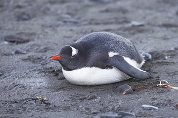 Naklejka premium gentoo penguin