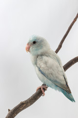 Pastel Blue Forpus Bird