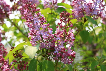 Obraz na płótnie Canvas Lilac blooms. A beautiful bunch of lilac closeup. Lilac Flowering. Lilac Bush Bloom. Lilac flowers in the garden. 