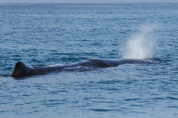 Fototapeta premium Sperm Whale. Picture taken from whale watching cruise in Kaikoura, New Zealand