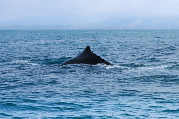 Sperm Whale. Picture taken from whale watching cruise in Kaikoura, New Zealand