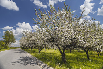 Fototapeta premium White fruits blooming in the springtime in orchard