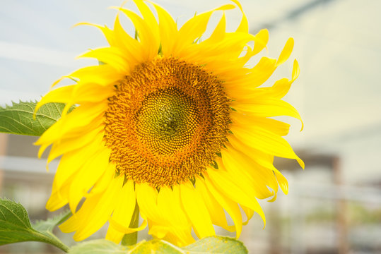 Sunflower on sunny field closeup photo