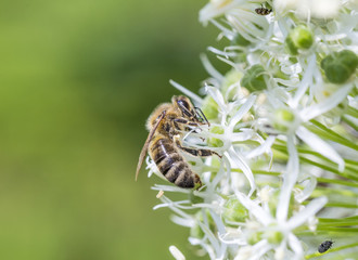 Bees on Allium sphaerocephalon
