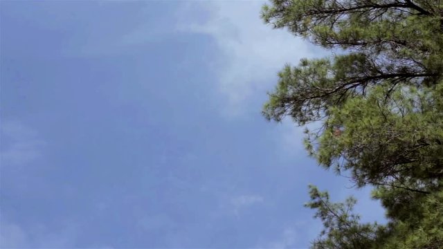 the top of tall pine trees wave in the wind against a blue sky