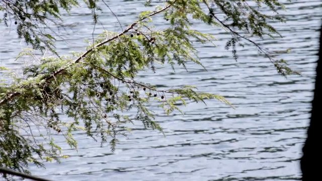 branch of a pine tree waving in the breeze by a northern lake