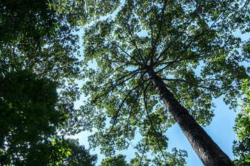 Fototapeta premium Green Trees top