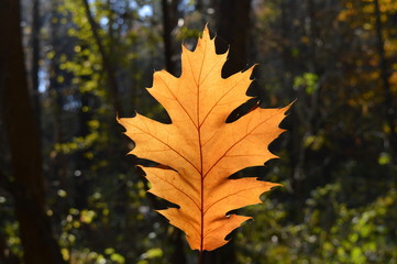 Fototapeta na wymiar One fallen maple leaf in the autumn forest