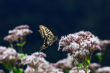 Swallowtail butterfly on flowers, Japan autumn.
フジバカマに来るアゲハチョウ