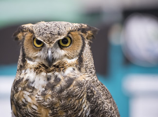 eagle owl raptor bird closeup