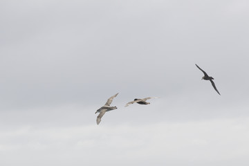 three seagulls in flight