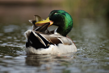 Mallard, Duck, Anas platyrhynchos