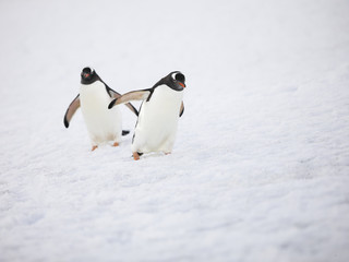 two penguins in snow