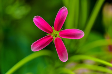 Rangoon creeper Blooming in the nature